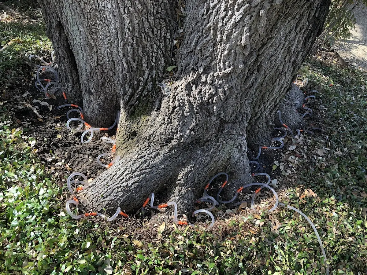 Detailed Tree Cabling and Bracing job site in Des Plaines