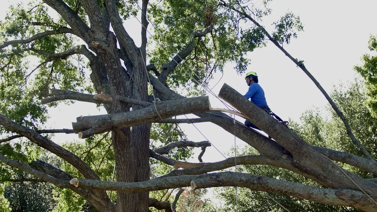 Professional Crown Thinning performed by certified arborists in Des Plaines