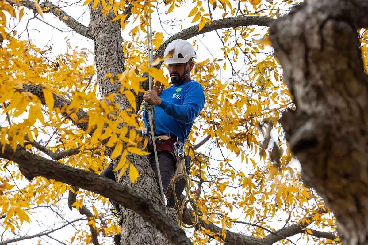 Skilled Tree Pruning crew working in Des Plaines